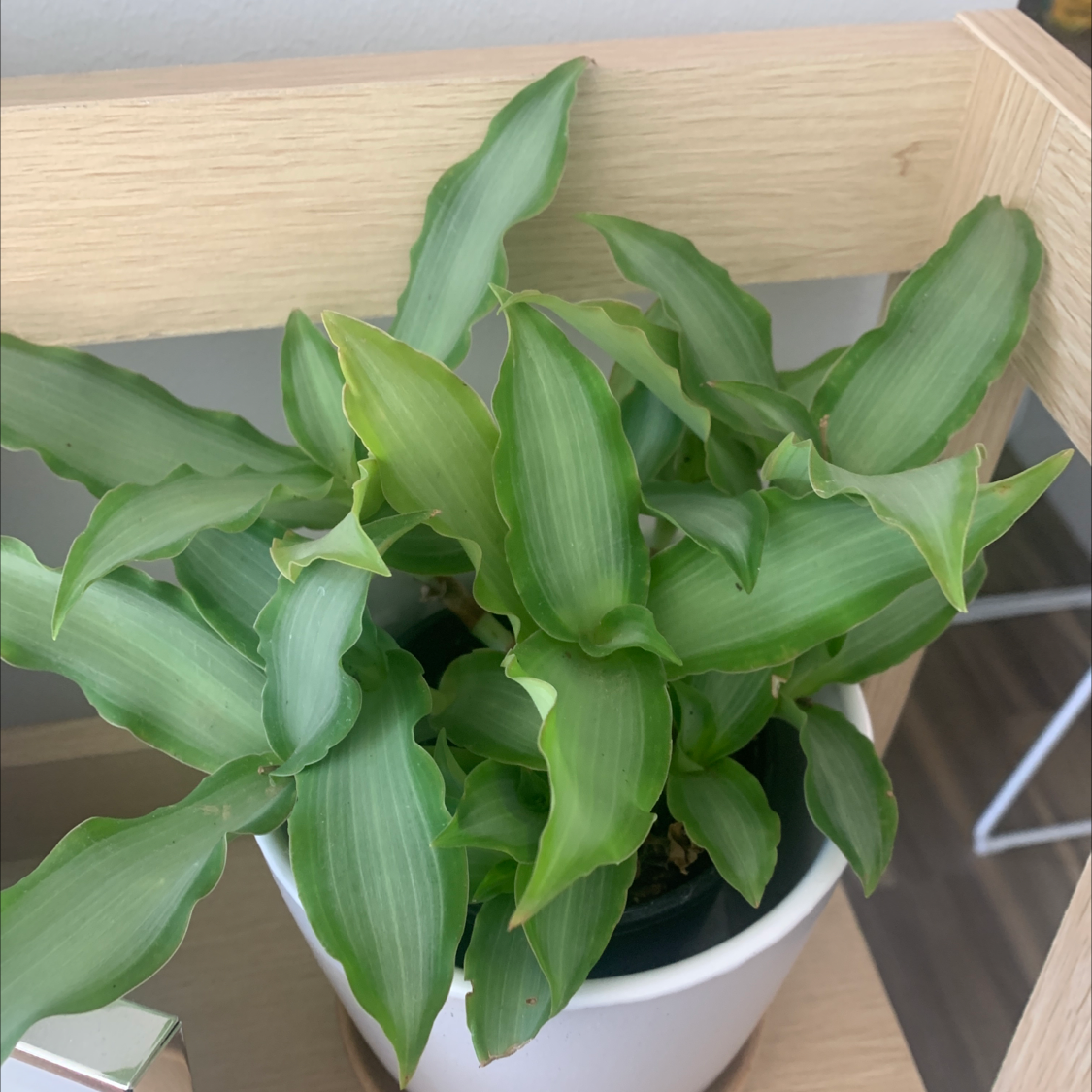 Photo of the plant species Basket Plant by @Kaylasoasis named Keanu Leaves on Greg, the plant care app