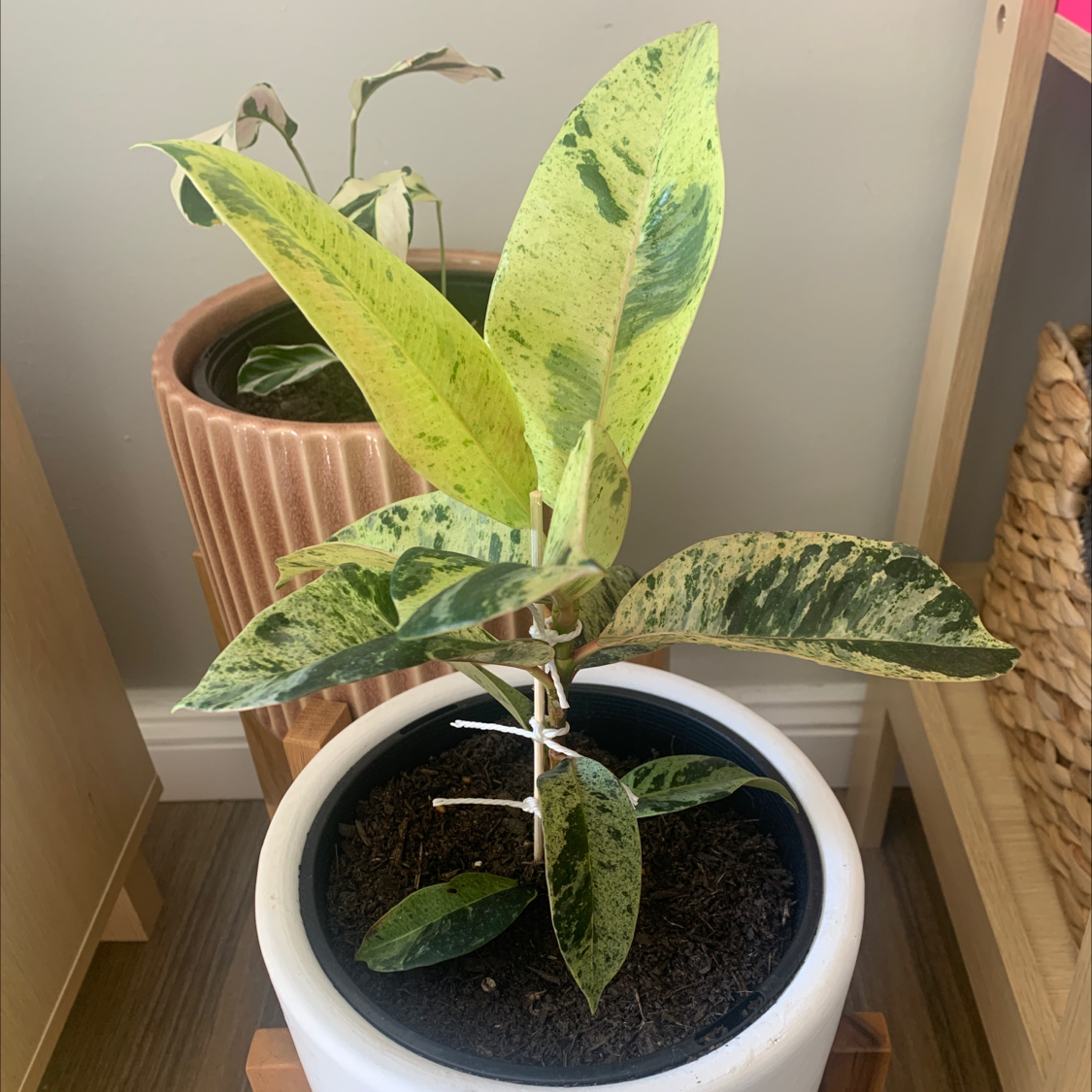 Ficus elastica 'Shivereana' plant with variegated leaves in a pot. Soil is visible.