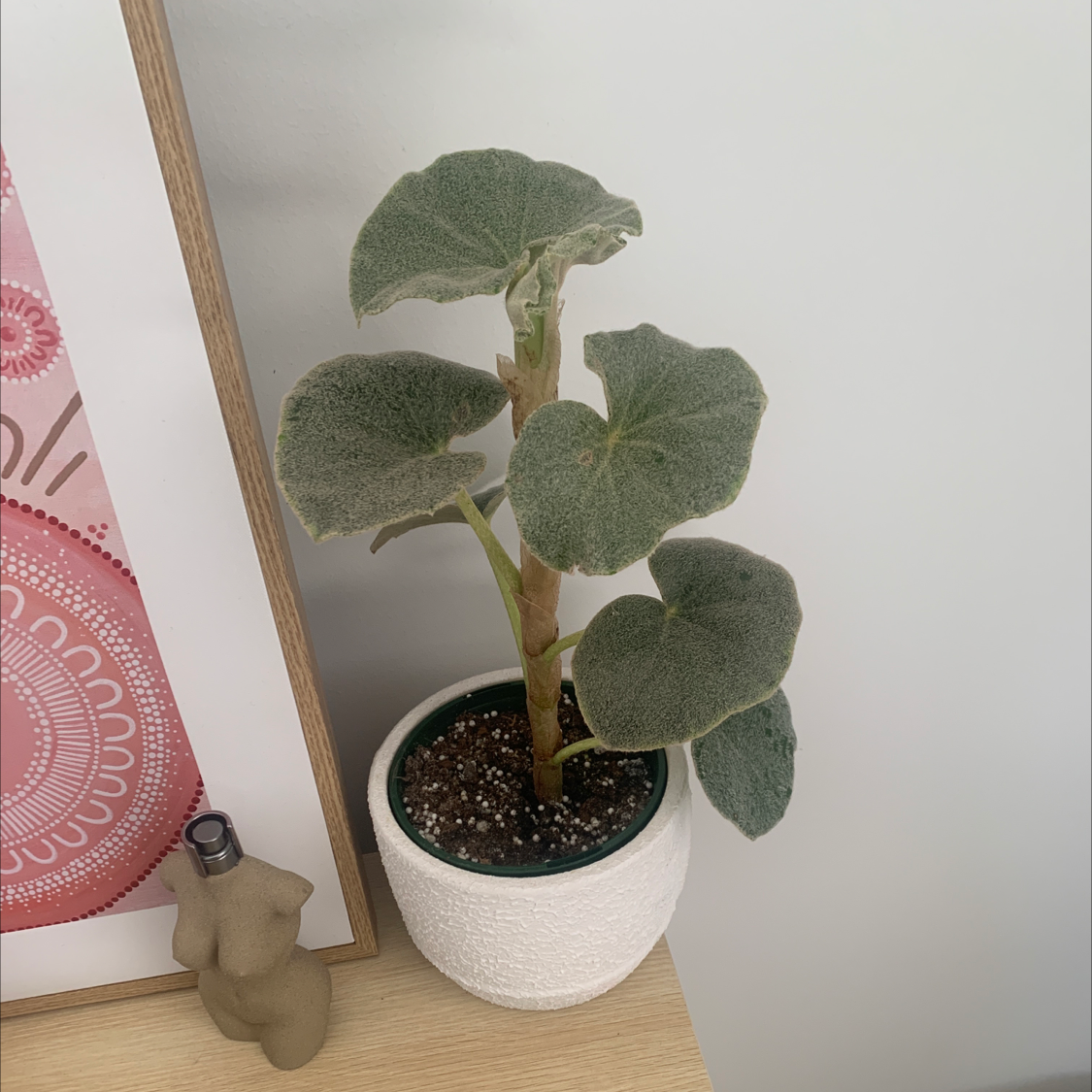 Photo of the plant species Begonia venosa by @Kaylasoasis named Fernie Mercury on Greg, the plant care app