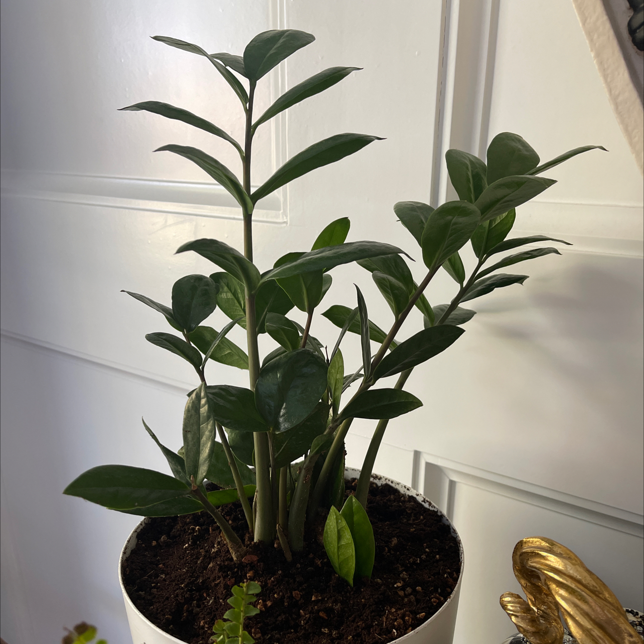Zamioculcas Zamiifolia plant photo by @Nerskine named Roxie Hart on Greg, the plant care app.