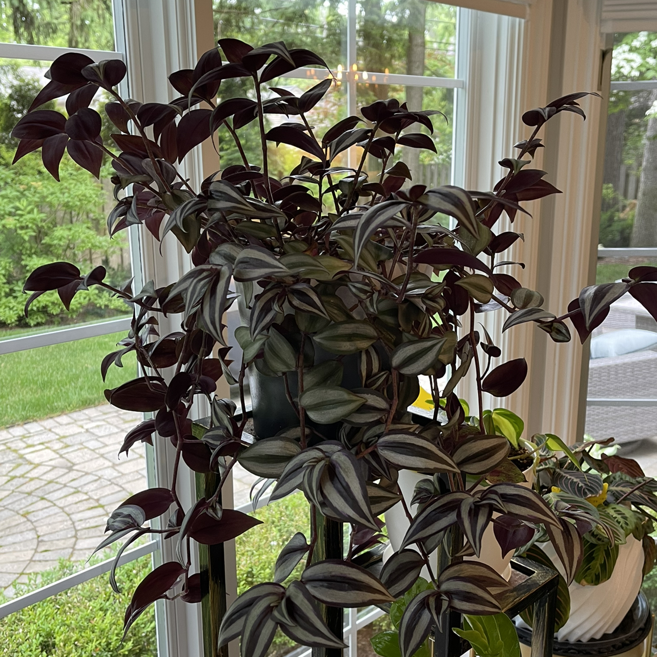 Spiderwort plant photo by @Nerskine named Pippin on Greg, the plant care app.