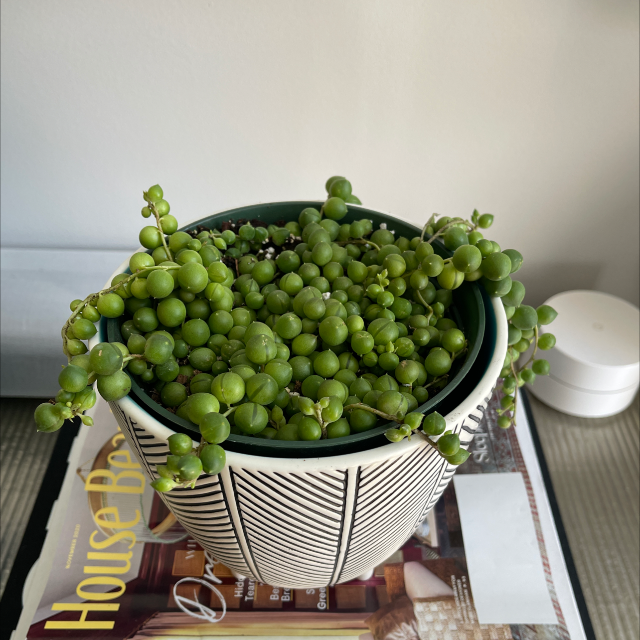 String of Pearls plant photo by @Nerskine named Rapunzel on Greg, the plant care app.