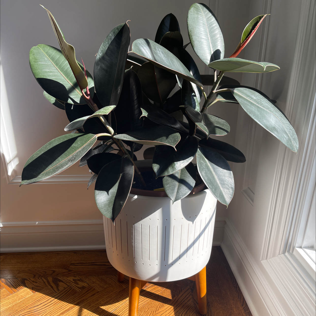Photo of the plant species Rubber Plant by @Nerskine named Javert on Greg, the plant care app