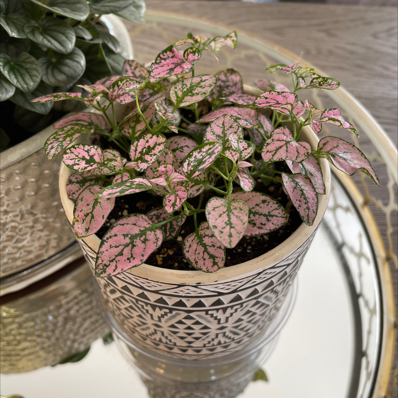 Polka Dot Plant plant photo by @Nerskine named Glinda on Greg, the plant care app.