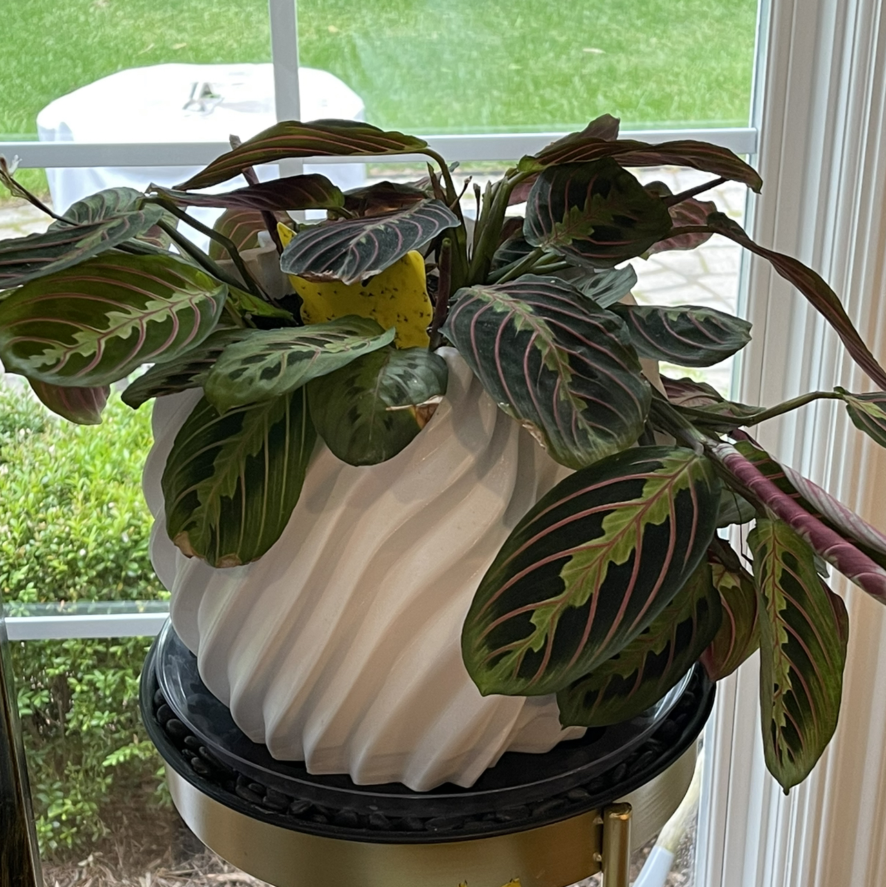 Green Prayer Plant plant photo by @Nerskine named Eponine on Greg, the plant care app.