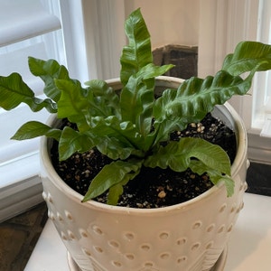 Crispy Wave Fern plant photo by @Nerskine named Sweeney Todd on Greg, the plant care app.