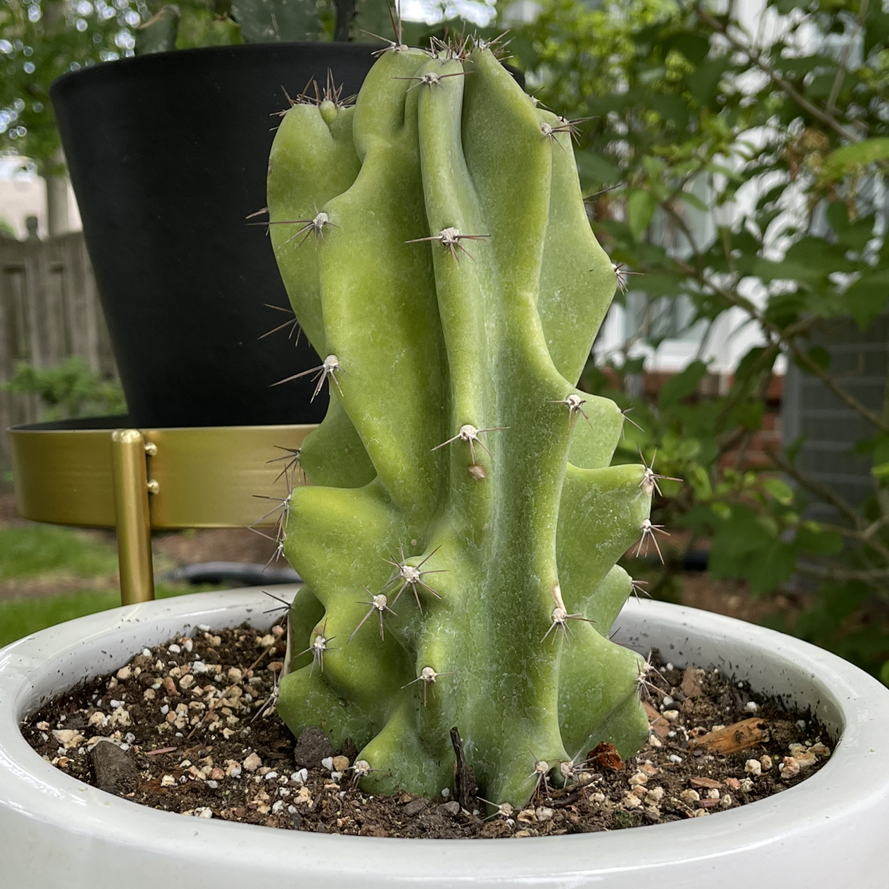 Photo of the plant species Peruvian Apple Cactus Monstrose by @Nerskine named Fiyero on Greg, the plant care app