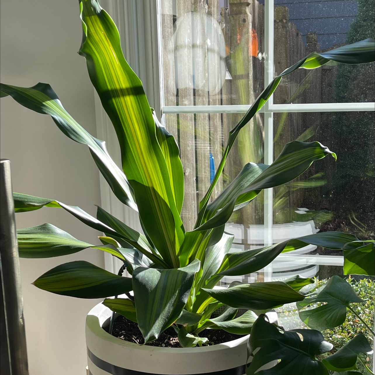 Cornstalk Dracaena plant photo by @Nerskine named A. Ham on Greg, the plant care app.