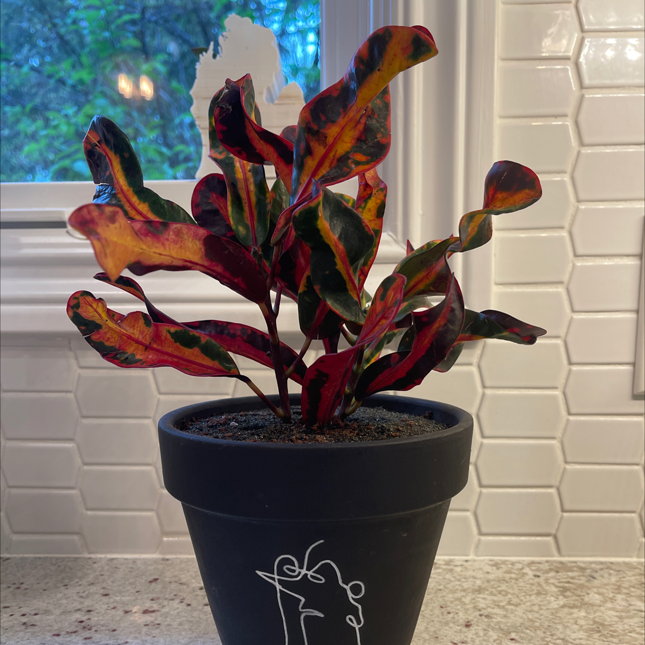 Croton Mammy plant photo by @Nerskine named Terry on Greg, the plant care app.
