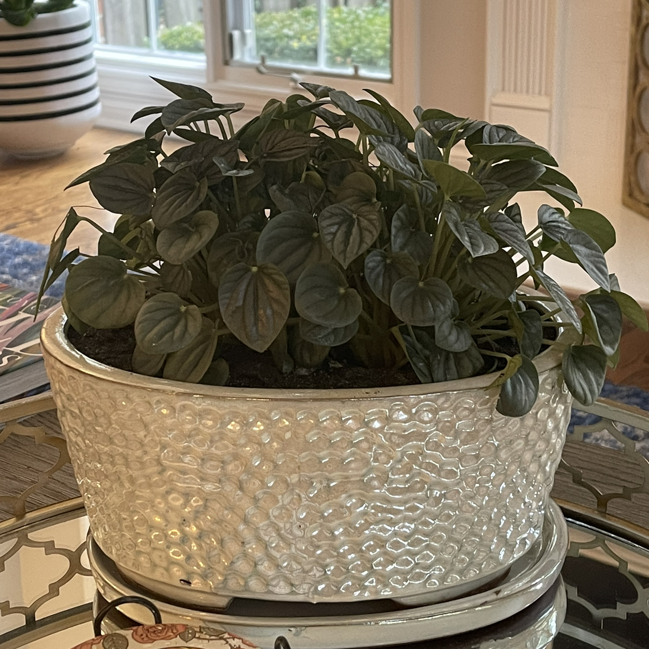 Silver Frost Peperomia plant photo by @Nerskine named Elphaba on Greg, the plant care app.