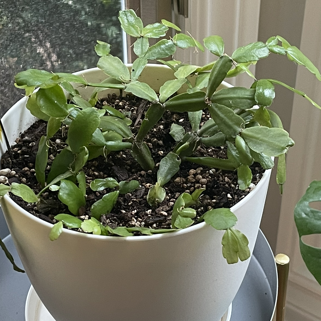 True Christmas Cactus plant photo by @Nerskine named Mo on Greg, the plant care app.