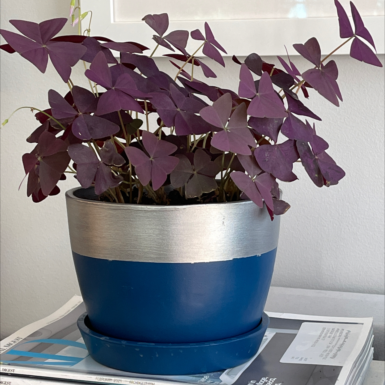 Photo of the plant species Purple Shamrocks by @Nerskine named Catherine on Greg, the plant care app