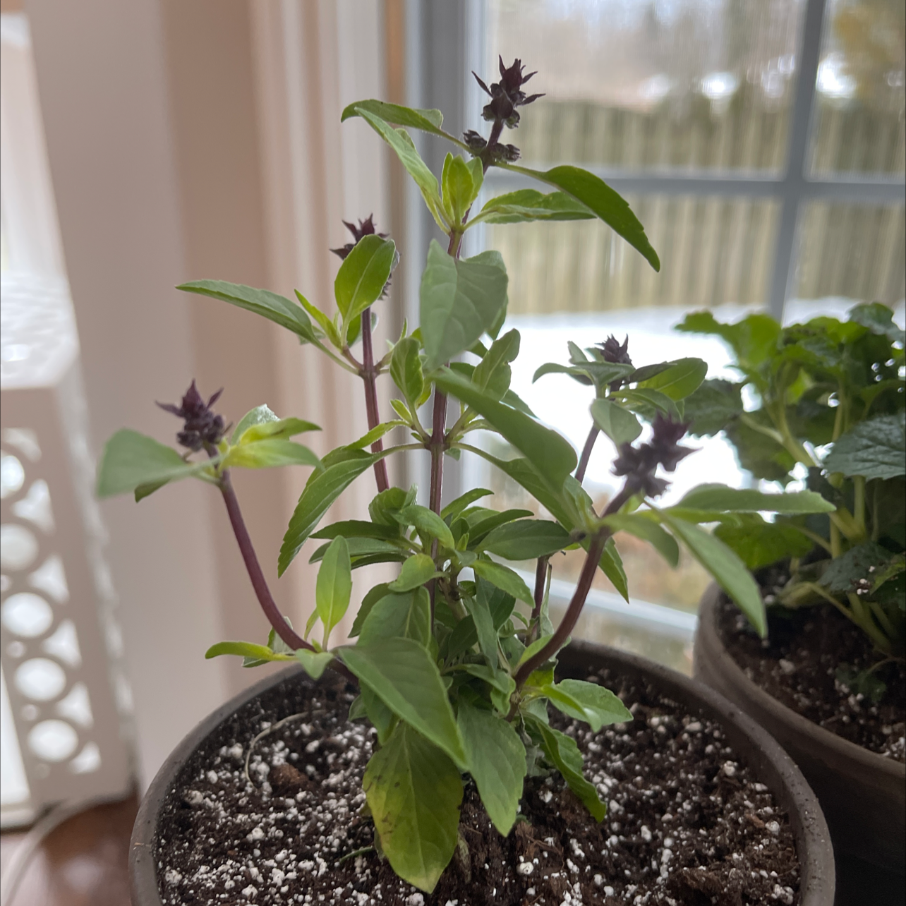 English Lavender plant photo by @Nerskine named Queen Mary on Greg, the plant care app.