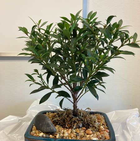 Photo of the plant species Watergum by Matt named Bonsai Buddy on Greg, the plant care app