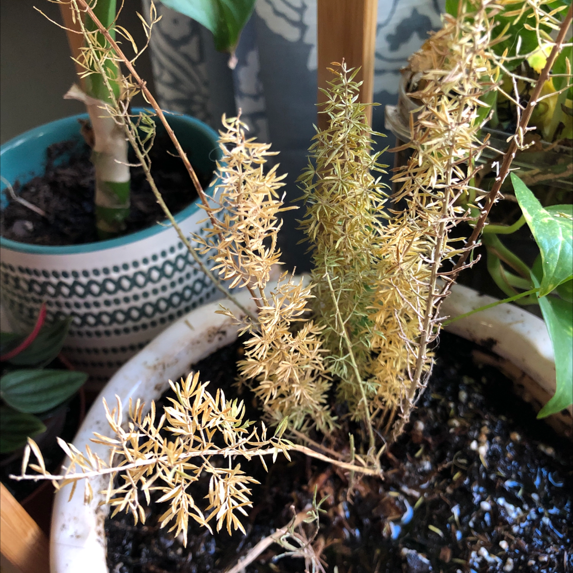 Healthy Plume Asparagus plant with delicate, feathery green fronds growing upward in a neutral pot, surrounded by other plants.