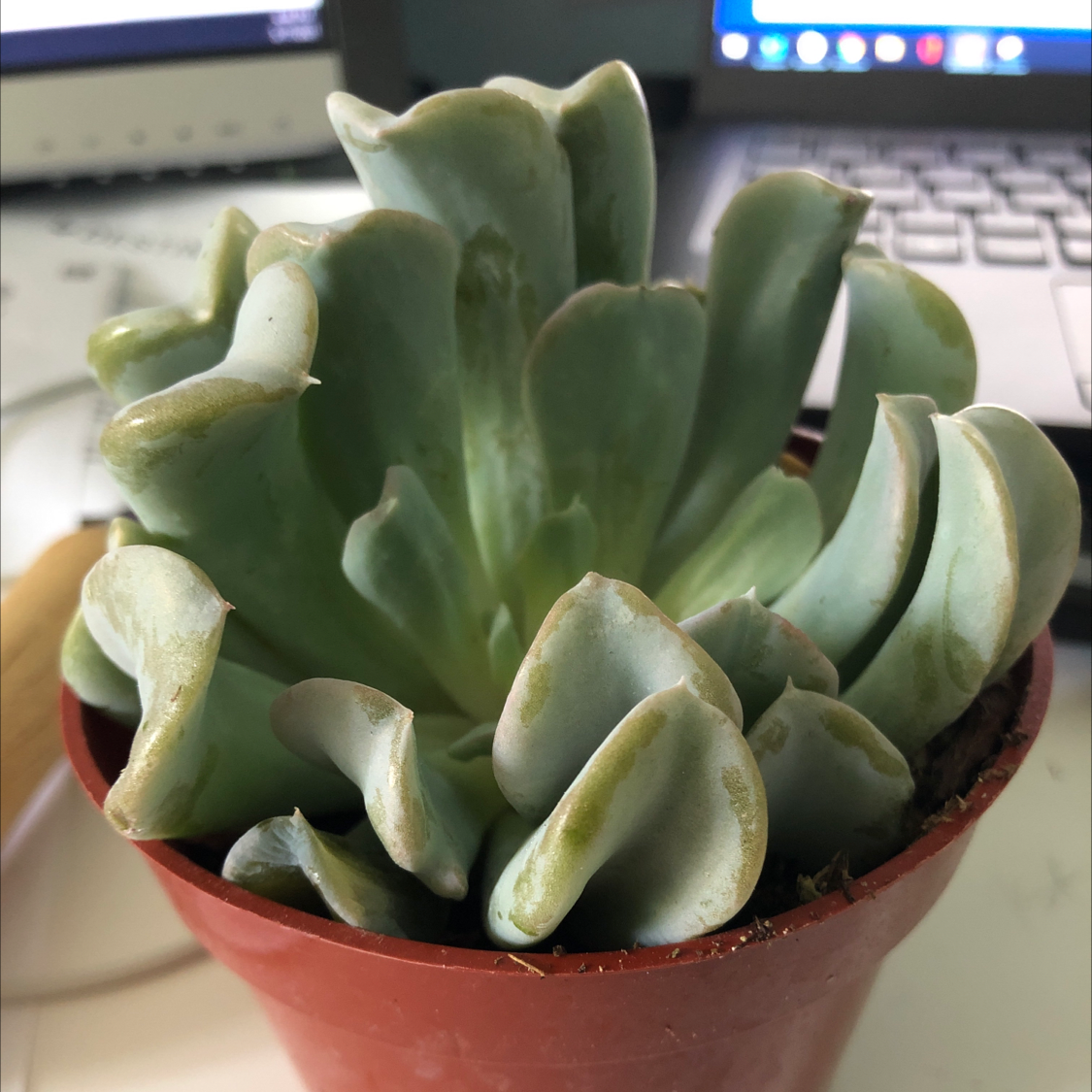 Echeveria 'Topsy Turvy' plant in a small pot with some leaf discoloration.
