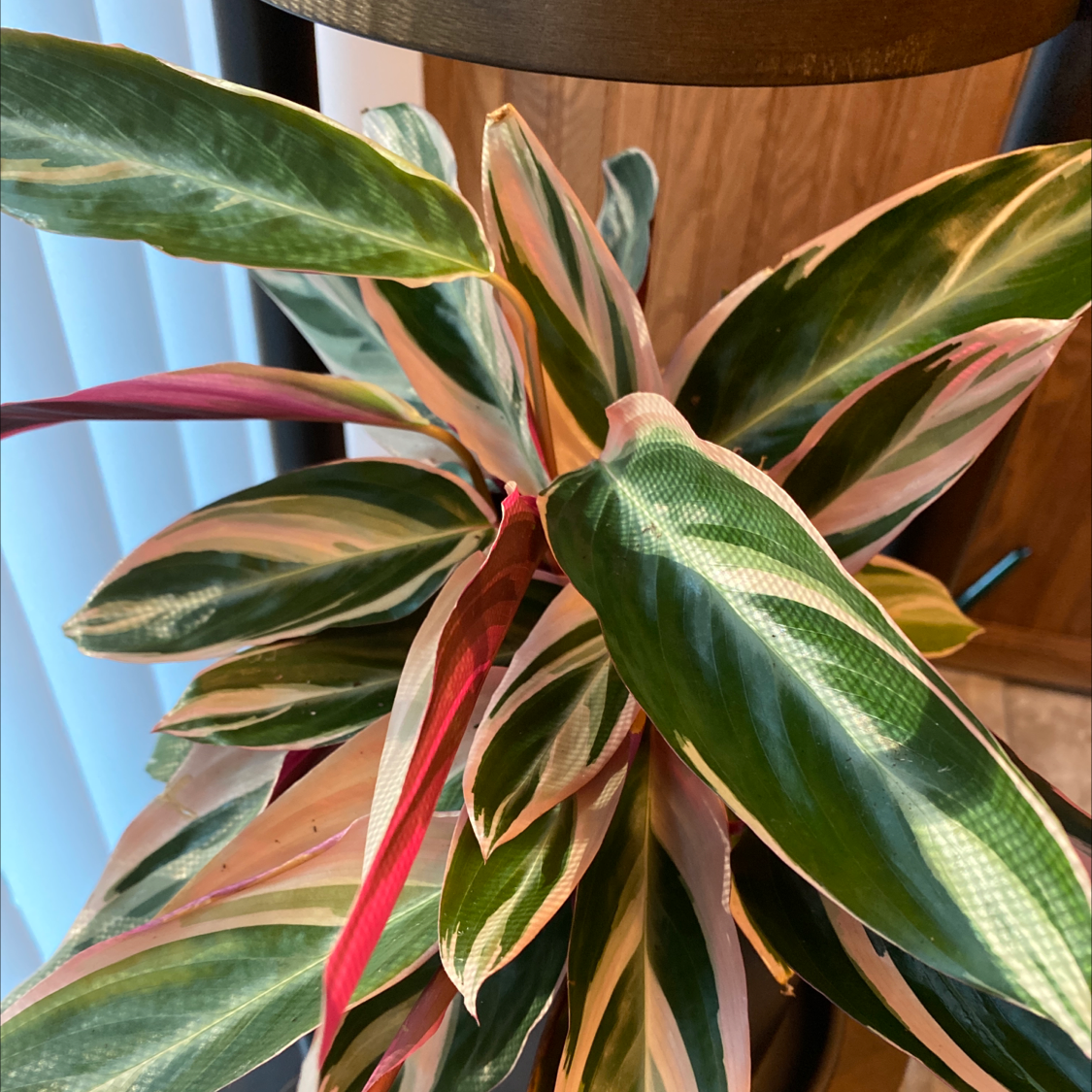 Triostar Stromanthe plant photo by Adam named Fred on Greg, the plant care app.