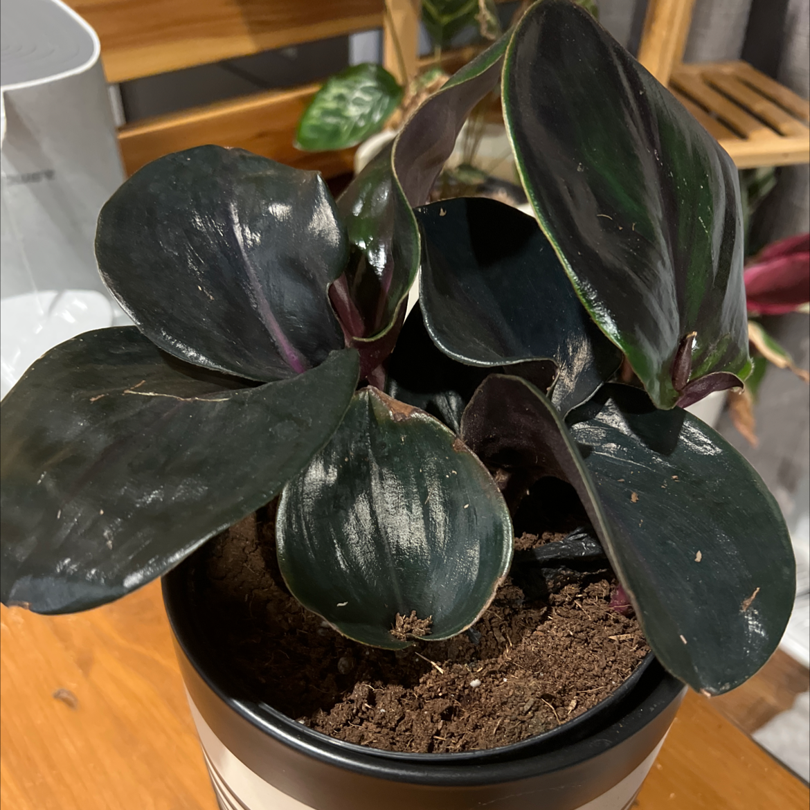 Potted Geogenanthus ciliatus with dark, glossy leaves, well-framed and healthy.
