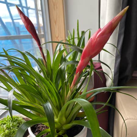 Photo of the plant species Bromeliad by @Minueko named Bromeliad on Greg, the plant care app