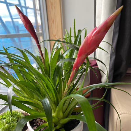 Photo of the plant species Bromeliad by Minueko named Bromeliad on Greg, the plant care app