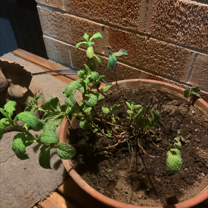Apple Mint plant photo by @Noah.moe named Melody on Greg, the plant care app.