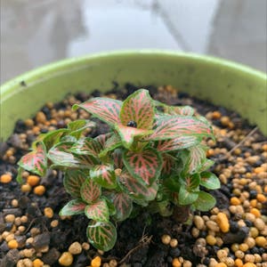 Fittonia 'Flammule' plant photo by @Noah.moe named Fiona on Greg, the plant care app.