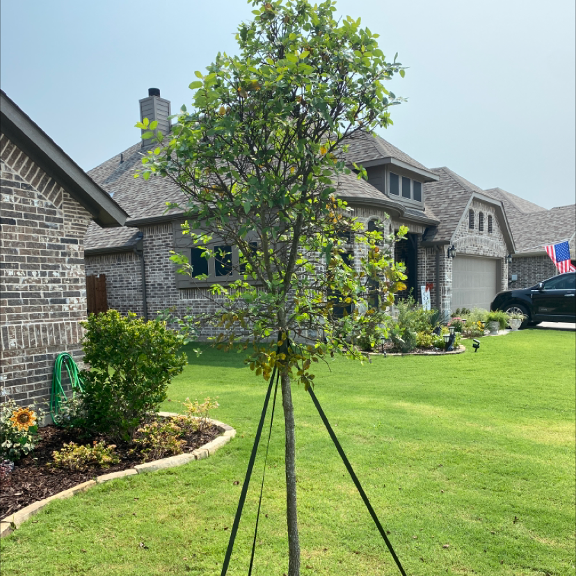 Photo of the plant species Winterbeam by Michael named Home Tree on Greg, the plant care app