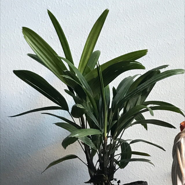 Photo of the plant species Rhapsis Palm by Dj named da Vinci on Greg, the plant care app