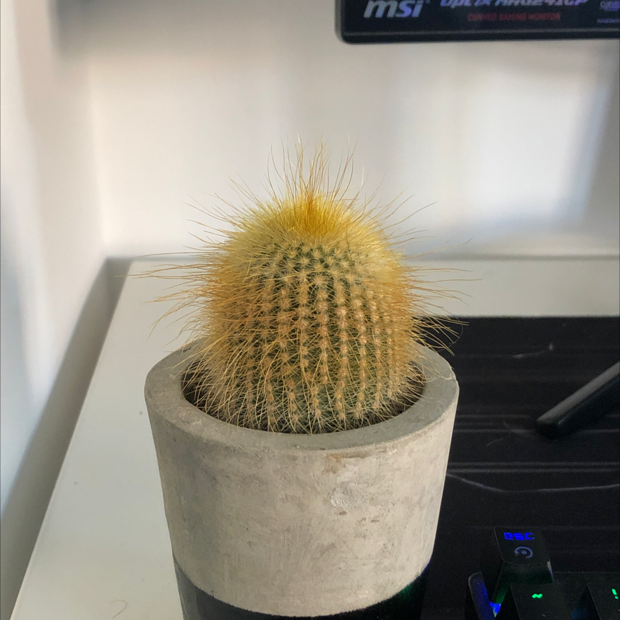 Golden Barrel Cactus plant photo by Daniel named Softy on Greg, the plant care app.
