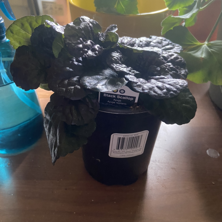 Photo of the plant species Black-Leaved Bugle by @Ollie19 named Mando on Greg, the plant care app