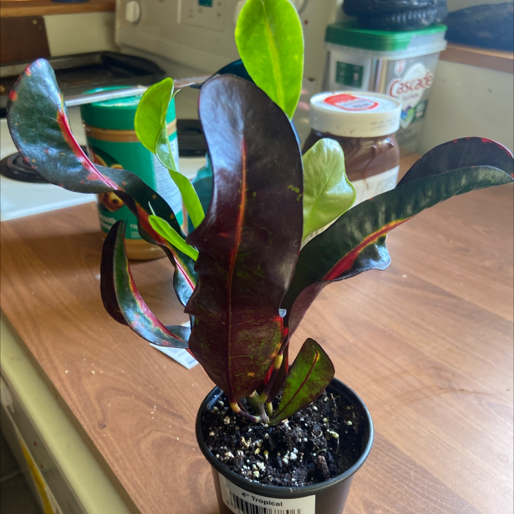 Photo of the plant species Bush on Fire Croton by @Ollie19 named Anne on Greg, the plant care app