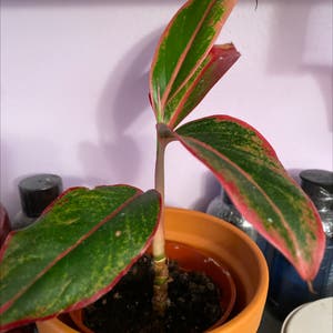 Red Siam Aurora Aglaonema plant photo by @Jody named Keanu Leaves on Greg, the plant care app.