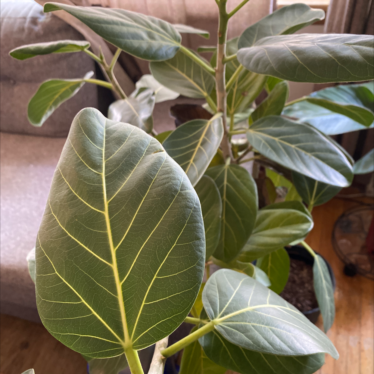 Audrey Ficus plant photo by @Jody named Khaleesi on Greg, the plant care app.