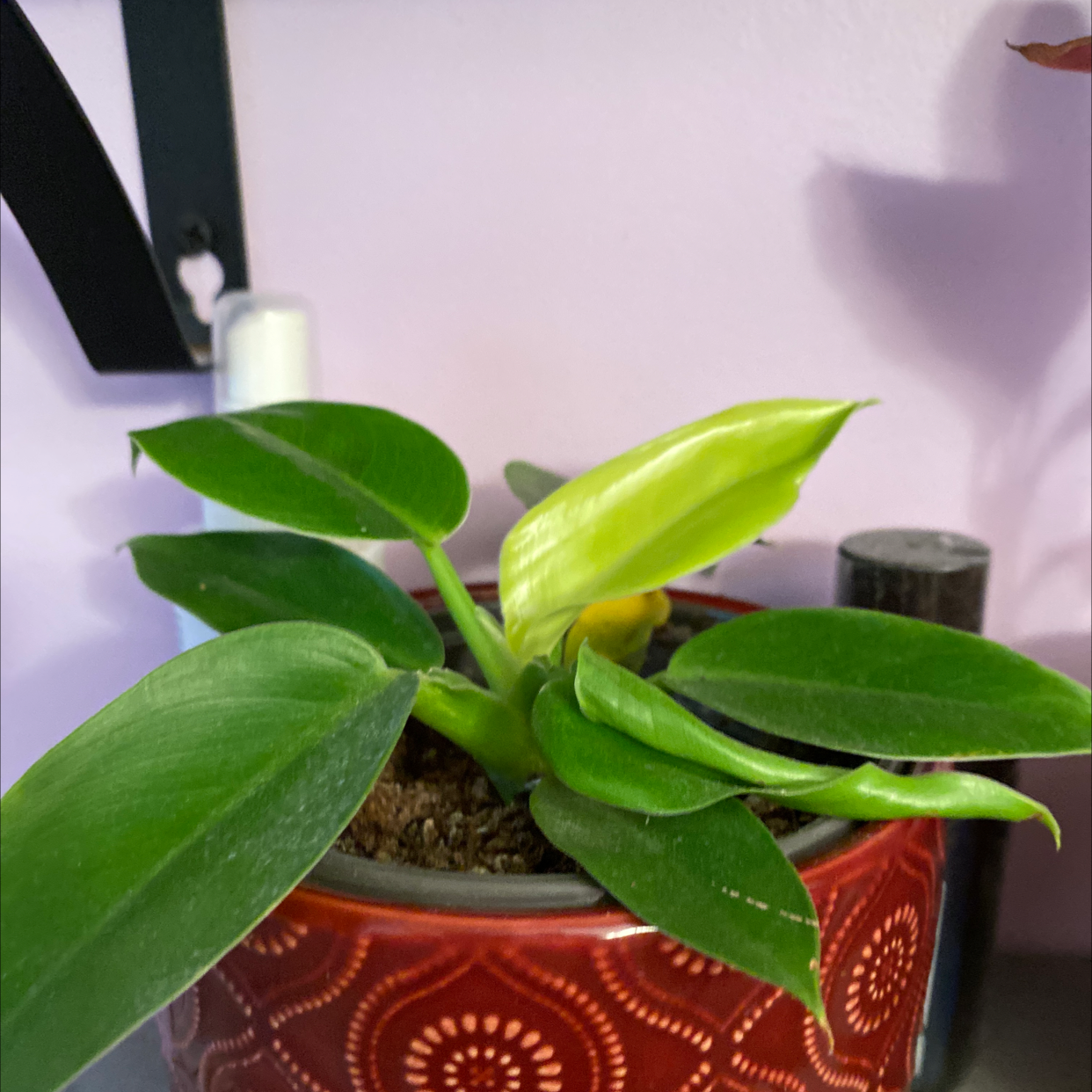 Blushing Philodendron plant photo by @Jody named Eva on Greg, the plant care app.