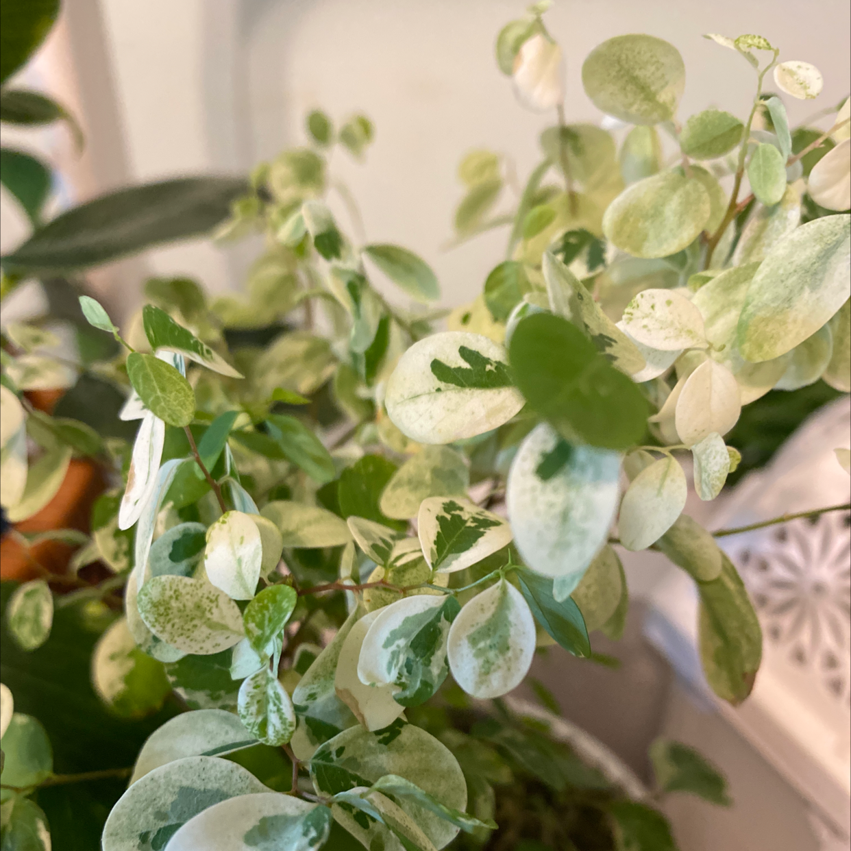 Photo of the plant species Brenia Snowbush by @Jody named Daphne on Greg, the plant care app