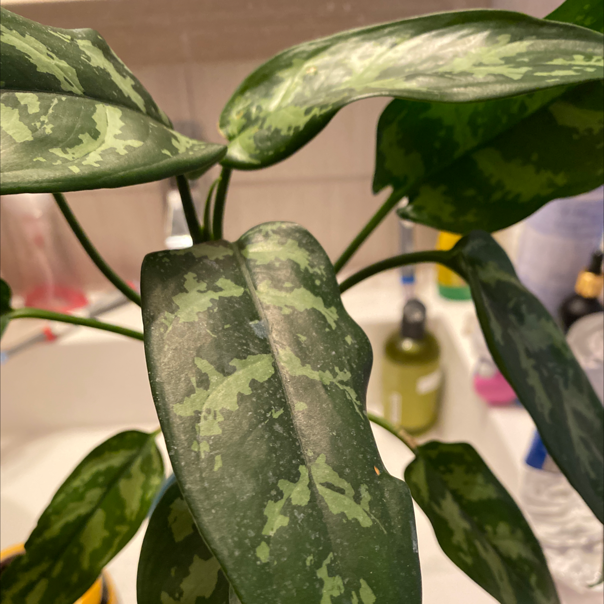 Aglaonema 'Emerald Beauty' plant with variegated green leaves in an indoor setting.