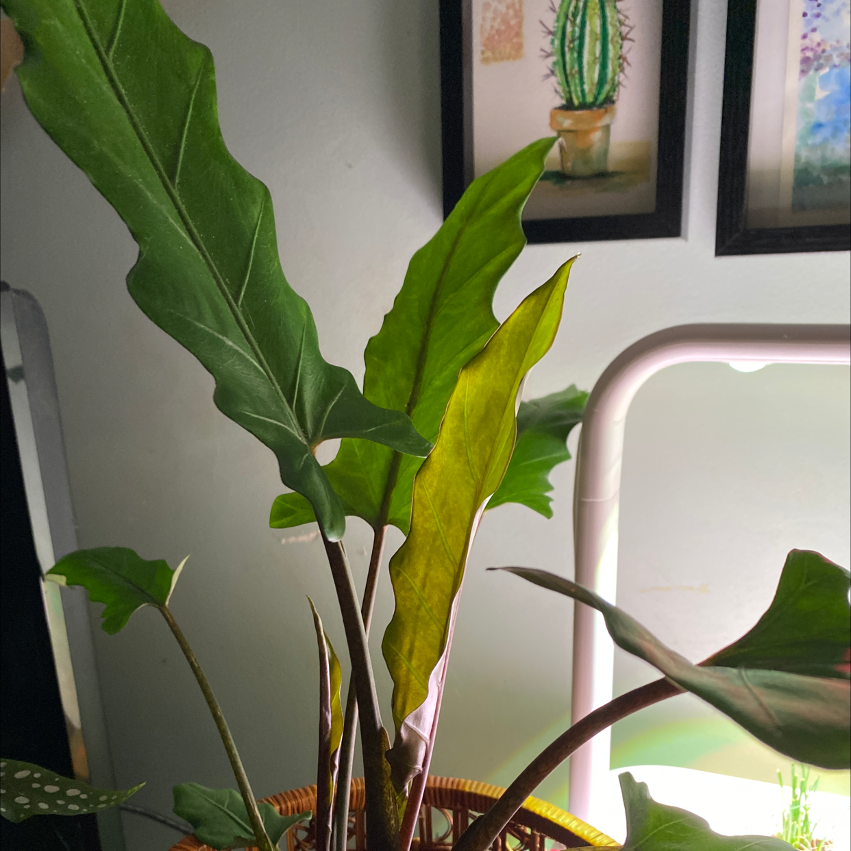 Bird's nest anthurium plant with yellowing leaf indoors near a light source.