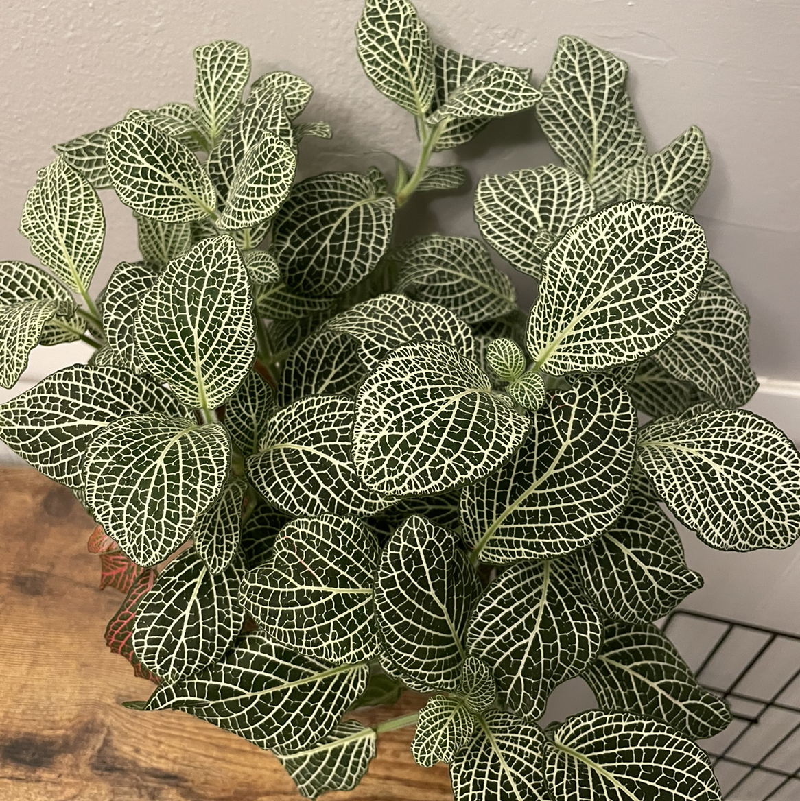 Healthy Nerve Plant with white veining on green leaves, well-framed and in focus.