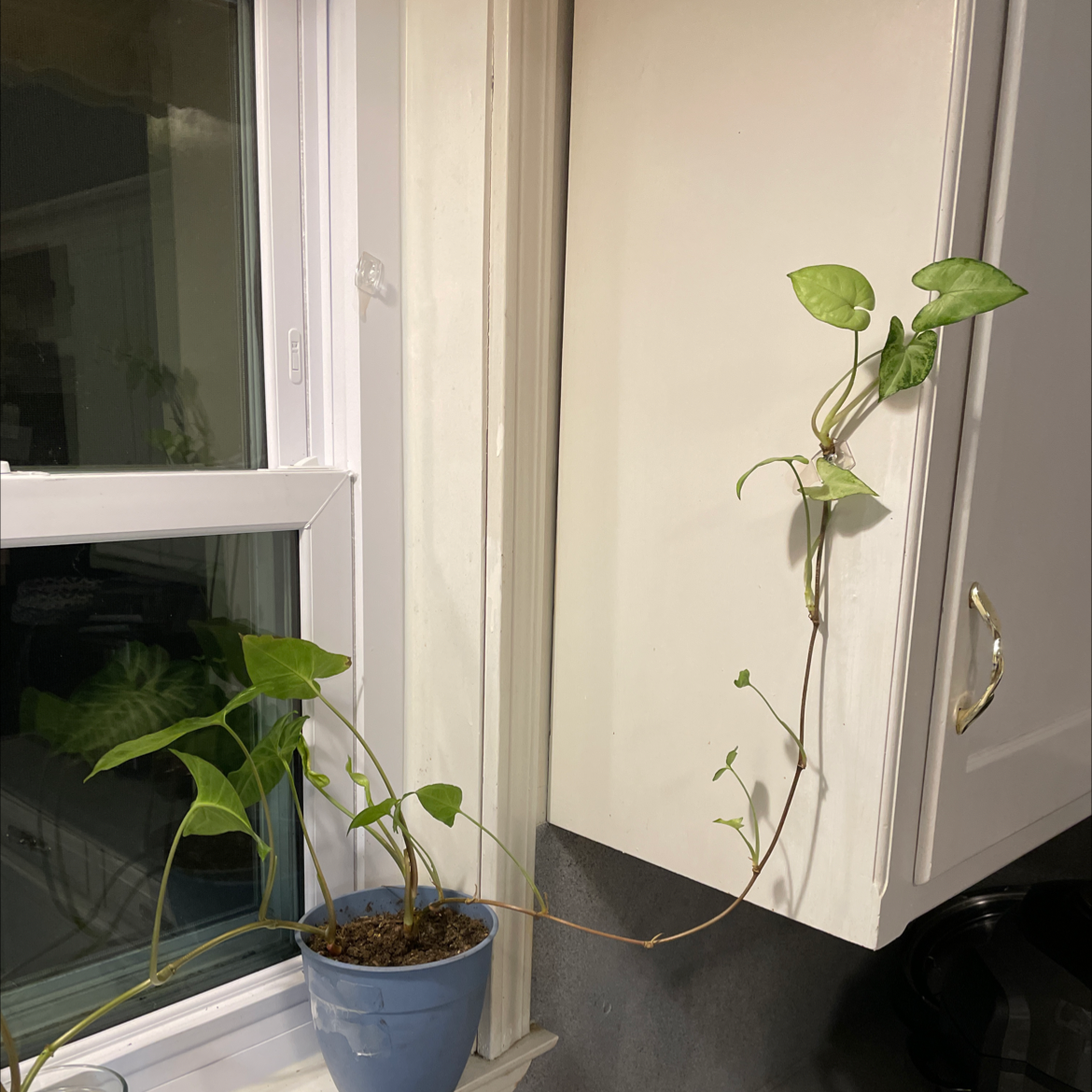 Photo of the plant species Creamsicle Arrowhead Plant by @PlantDad named Kitchen Snake on Greg, the plant care app