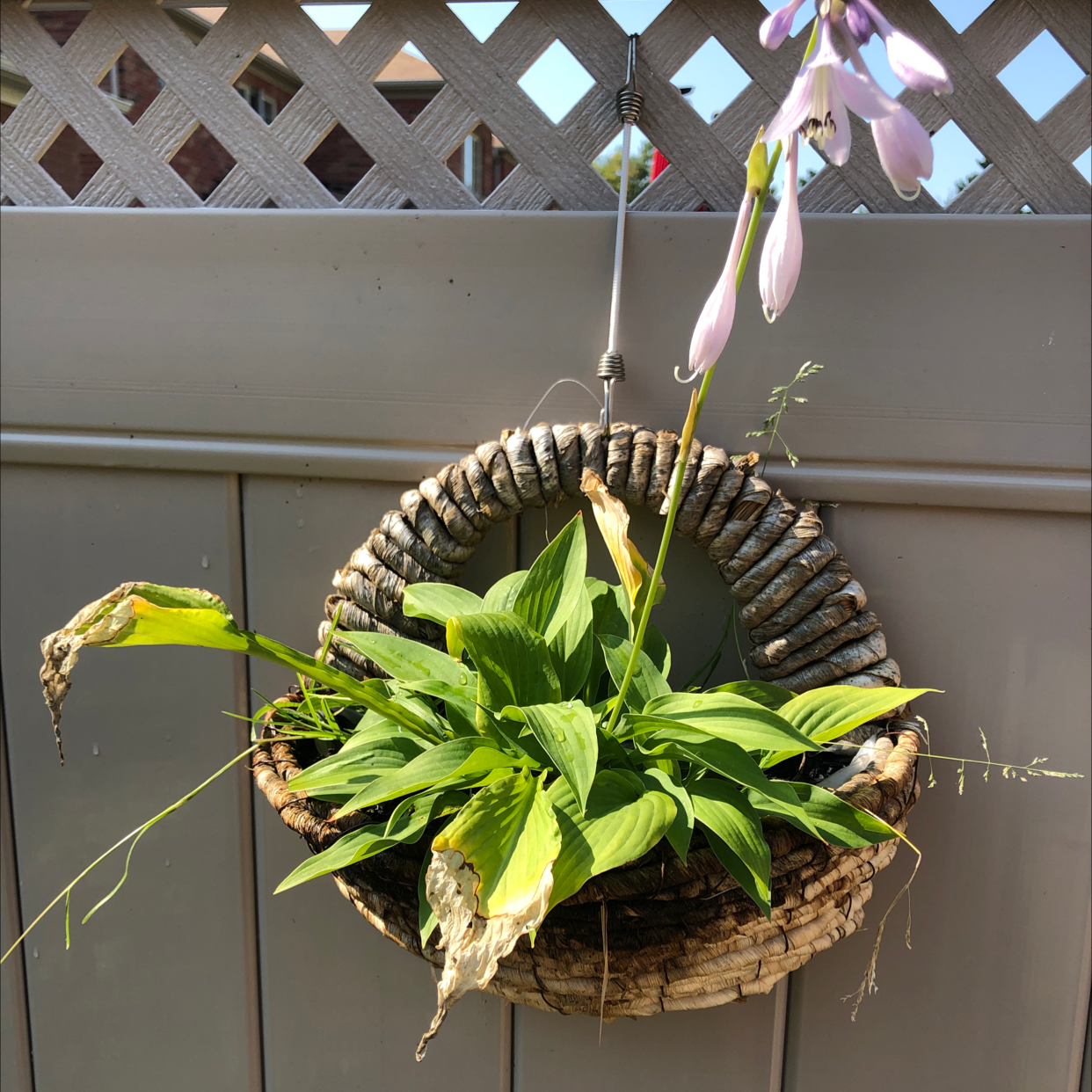 Plantain Lily in a hanging basket with some yellowing and browning leaves, and purple flowers.