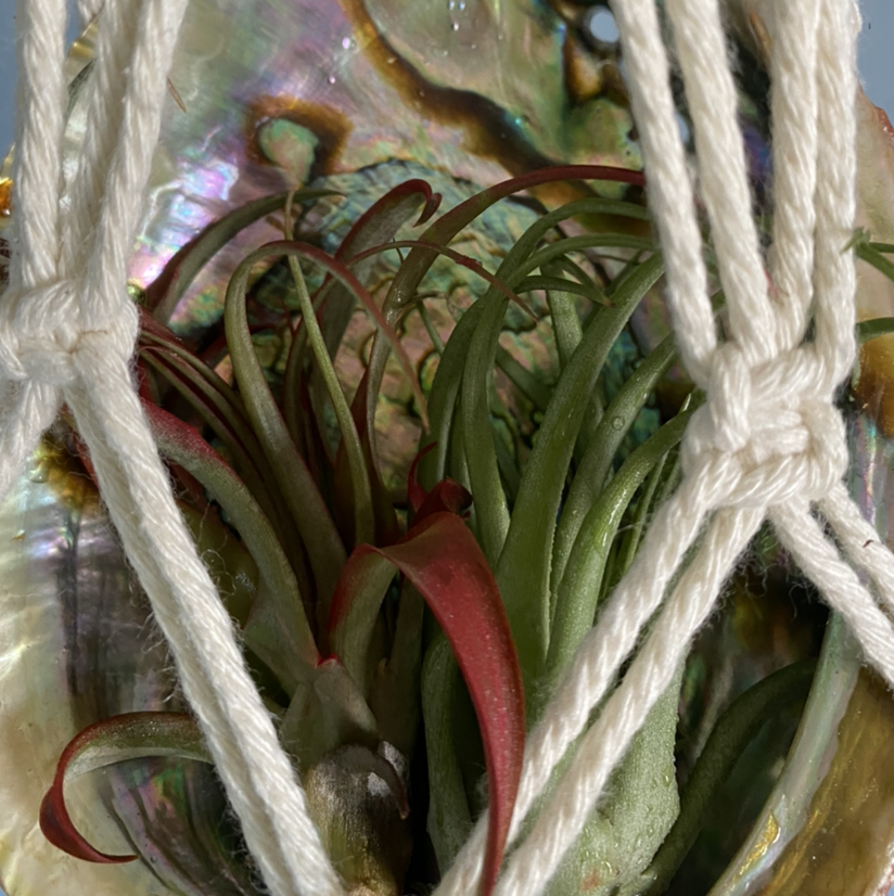 Medusa Head Air Plant in a hanging setup with a shell background.