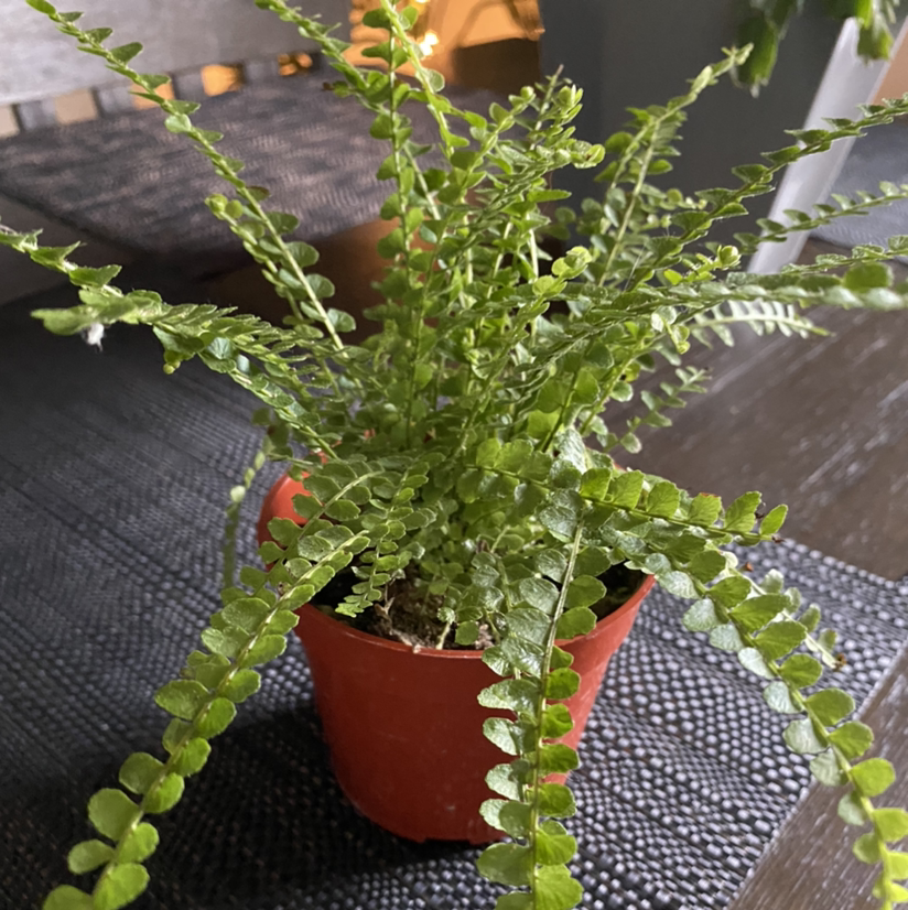 Healthy, mature Erect Sword Fern in a red pot with lush, green, sword-shaped fronds and dense, upright growth.