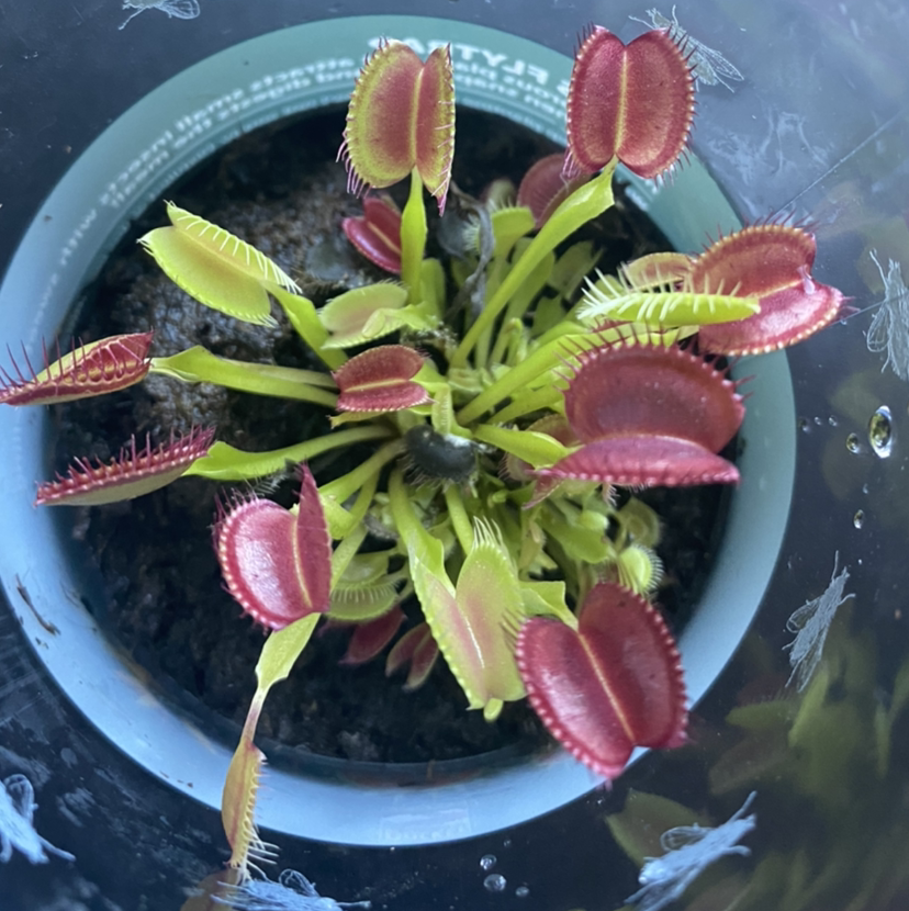 Photo of the plant species Red Piranha by @LifeAccordingToNovella named Curella on Greg, the plant care app
