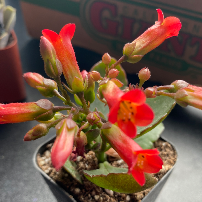 Photo of the plant species Eccremocarpus Scaber by @LifeAccordingToNovella named Ruby on Greg, the plant care app