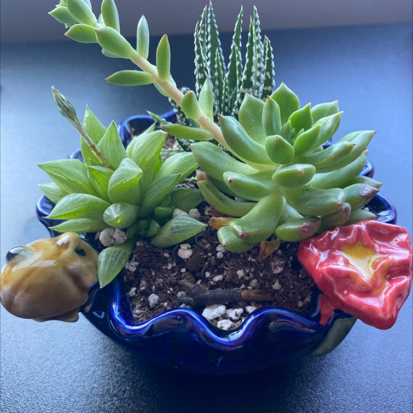 Potted arrangement of succulents including Blue Echeveria, with visible soil.