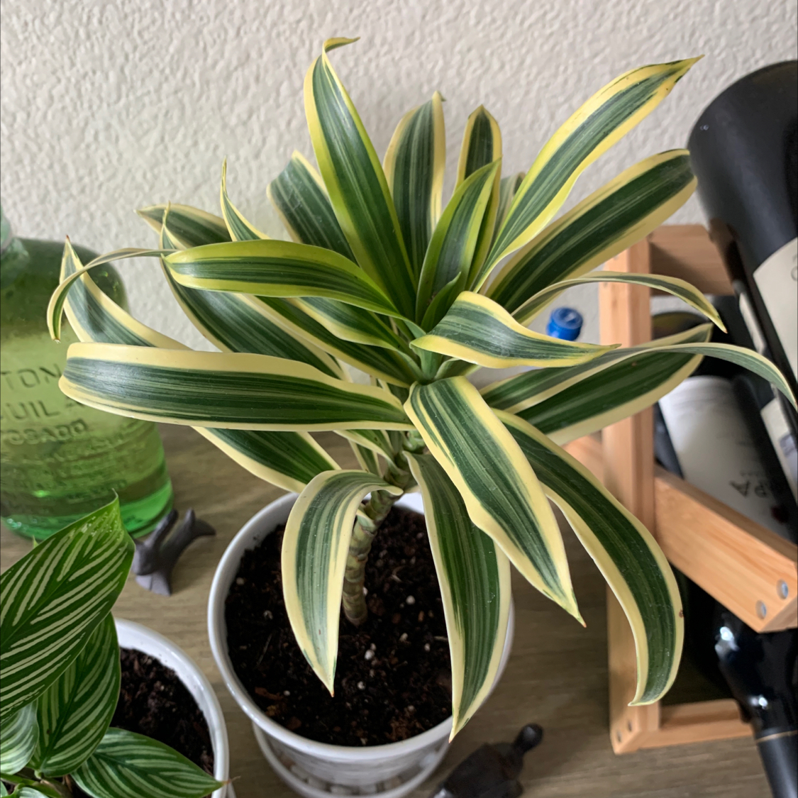 Photo of the plant species Song of India by @khcmyers named Melody on Greg, the plant care app