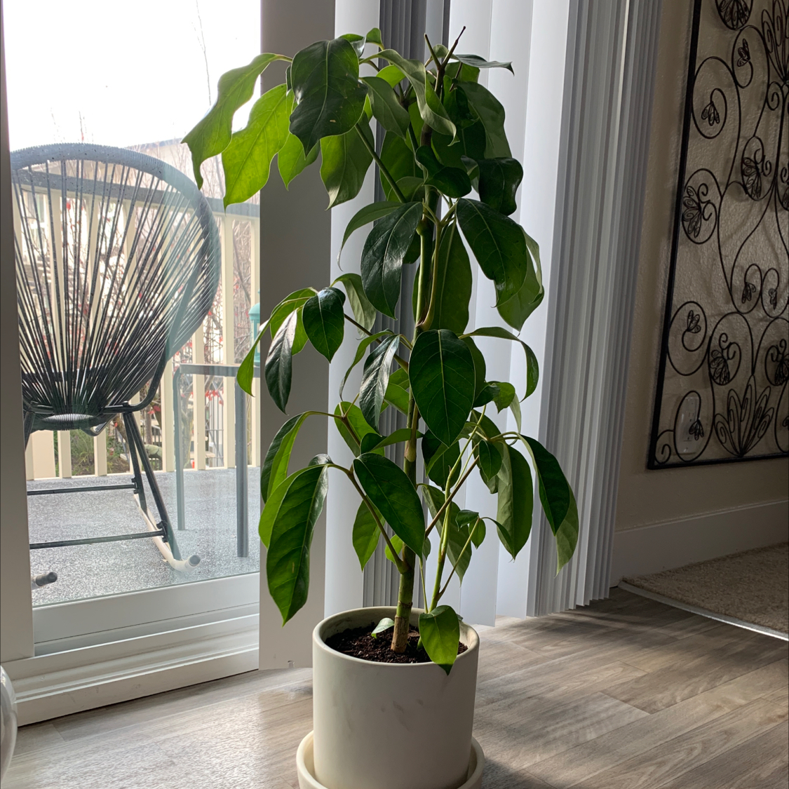 Indoor potted Alpine Schefflera plant with vibrant green leaves.
