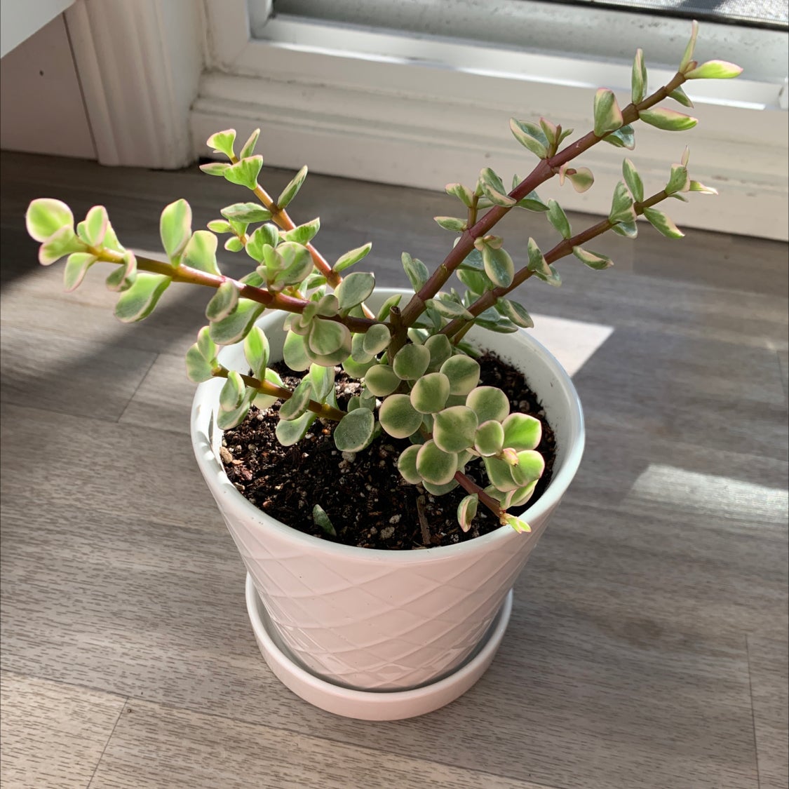 How to Take Care of Elephant Bush  