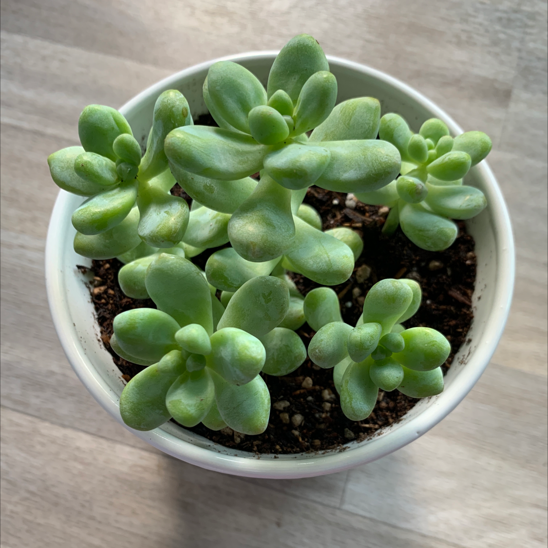 Potted Sedum treleasei succulent with healthy, fleshy leaves and visible soil.