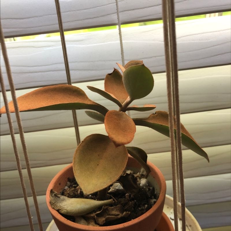 Copper Spoons plant in a pot near a window with some leaf browning.